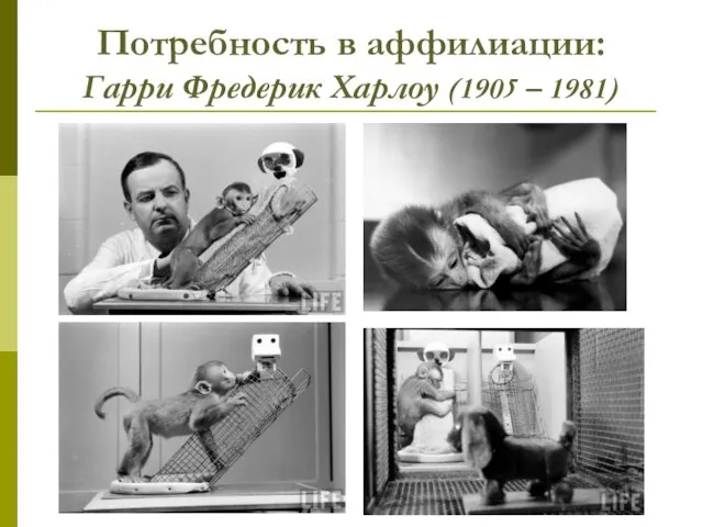 Потребность в аффилиации: Гарри Фредерик Харлоу (1905 – 1981)