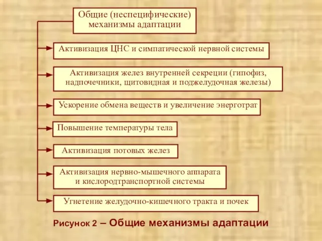 Рисунок 2 – Общие механизмы адаптации