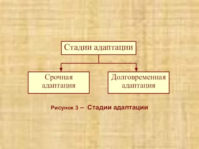 Рисунок 3 – Стадии адаптации