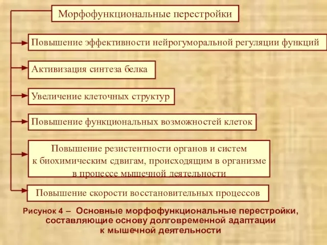 Рисунок 4 – Основные морфофункциональные перестройки, составляющие основу долговременной адаптации к мышечной деятельности