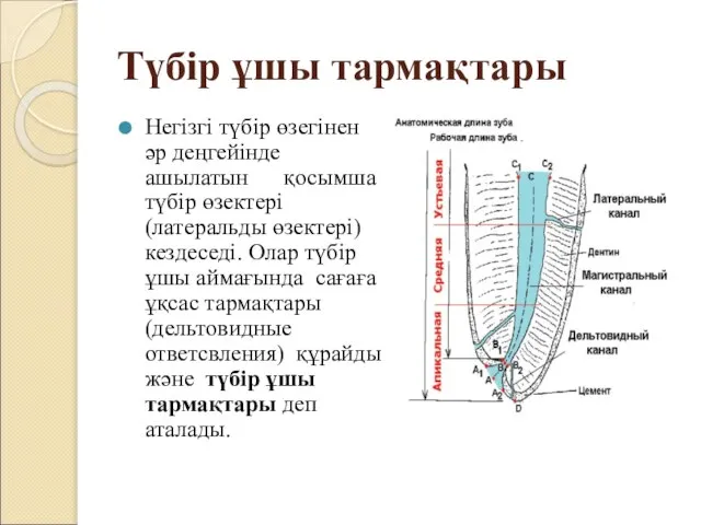 Түбір ұшы тармақтары Негізгі түбір өзегінен әр деңгейінде ашылатын қосымша түбір