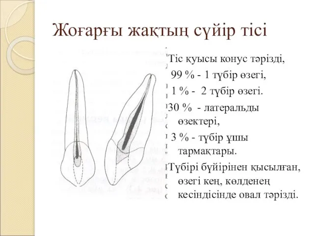 Жоғарғы жақтың сүйір тісі Тіс қуысы конус тәрізді, 99 % -