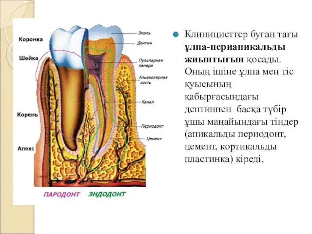 Клиницисттер буған тағы ұлпа-периапикальды жиынтығын қосады. Оның ішіне ұлпа мен тіс