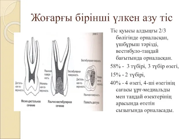 Жоғарғы бірінші үлкен азу тіс Тіс қуысы алдыңғы 2/3 бөлігінде орналасқан,