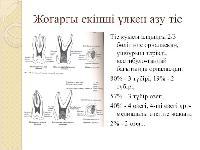 Жоғарғы екінші үлкен азу тіс Тіс қуысы алдыңғы 2/3 бөлігінде орналасқан,