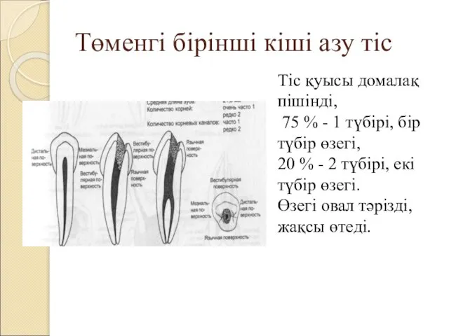 Төменгі бірінші кіші азу тіс Тіс қуысы домалақ пішінді, 75 %