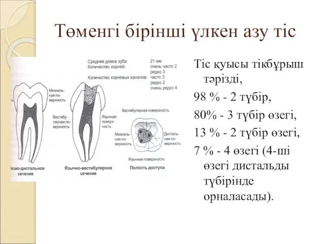 Төменгі бірінші үлкен азу тіс Тіс қуысы тікбұрыш тәрізді, 98 %