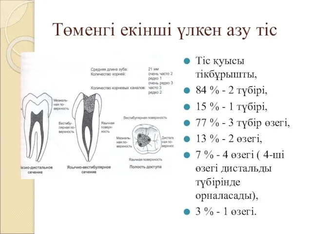 Төменгі екінші үлкен азу тіс Тіс қуысы тікбұрышты, 84 % -