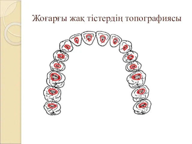 Жоғарғы жақ тістердің топографиясы