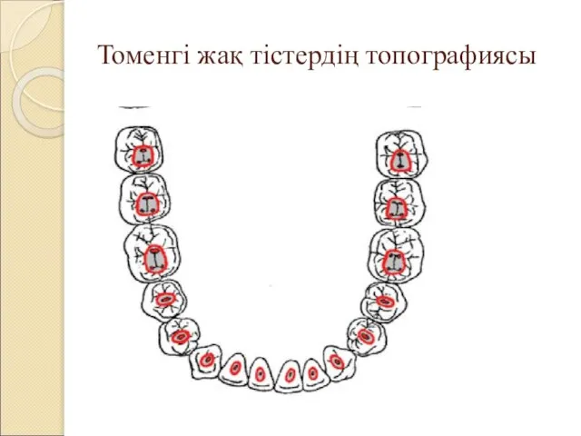 Томенгі жақ тістердің топографиясы