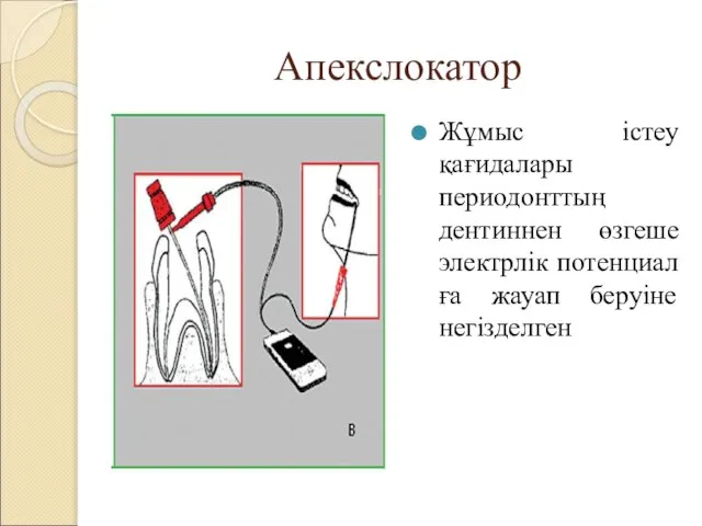 Апекслокатор Жұмыс істеу қағидалары периодонттың дентиннен өзгеше электрлік потенциал ға жауап беруіне негізделген