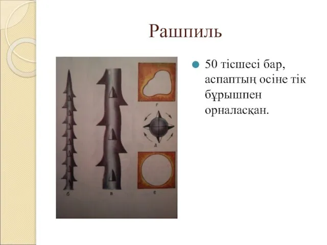 Рашпиль 50 тісшесі бар, аспаптың осіне тік бұрышпен орналасқан.