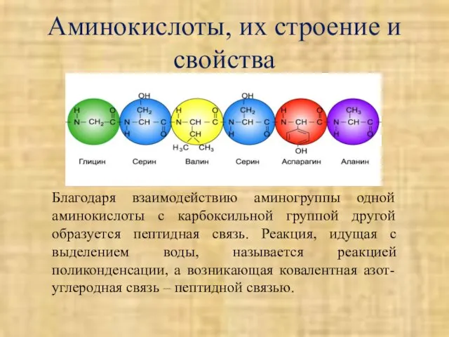 Аминокислоты, их строение и свойства Благодаря взаимодействию аминогруппы одной аминокислоты с