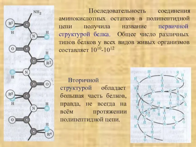 Последовательность соединения аминокислотных остатков в полипептидной цепи получила название первичной структурой