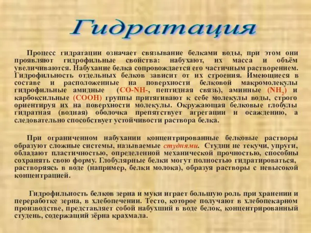 Процесс гидратации означает связывание белками воды, при этом они проявляют гидрофильные