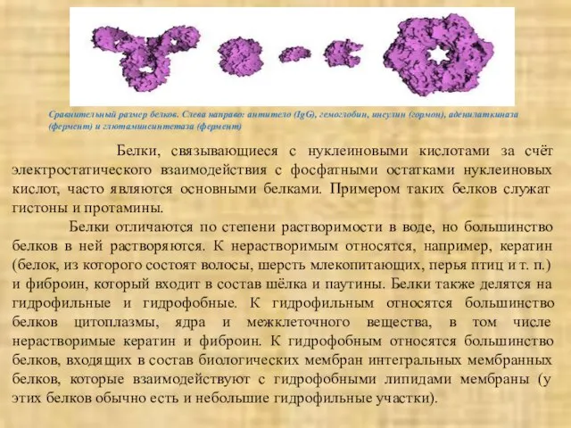 Сравнительный размер белков. Слева направо: антитело (IgG), гемоглобин, инсулин (гормон), аденилаткиназа