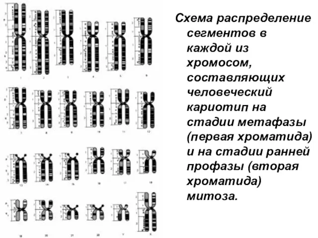 Схема распределение сегментов в каждой из хромосом, составляющих человеческий кариотип на