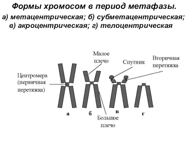 Формы хромосом в период метафазы. а) метацентрическая; б) субметацентрическая; в) акроцентрическая; г) телоцентрическая