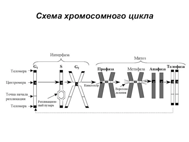Схема хромосомного цикла