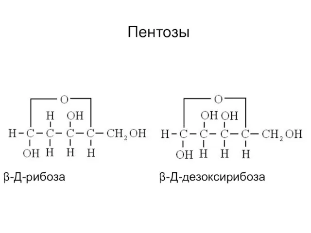 Пентозы β-Д-рибоза β-Д-дезоксирибоза
