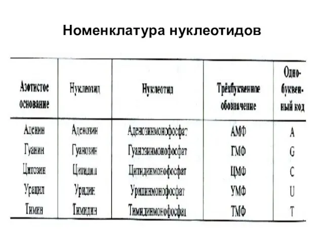 Номенклатура нуклеотидов