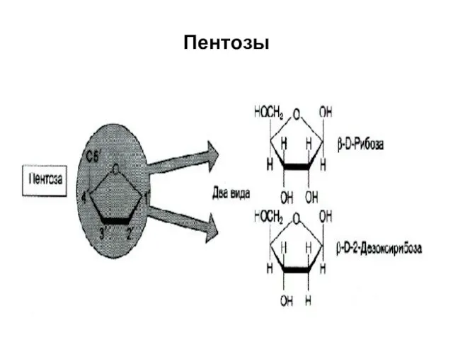 Пентозы