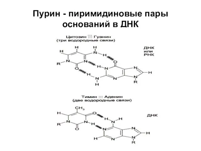Пурин - пиримидиновые пары оснований в ДНК