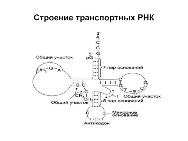 Строение транспортных РНК