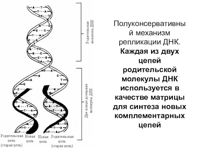 Полуконсервативный механизм репликации ДНК. Каждая из двух цепей родительской молекулы ДНК