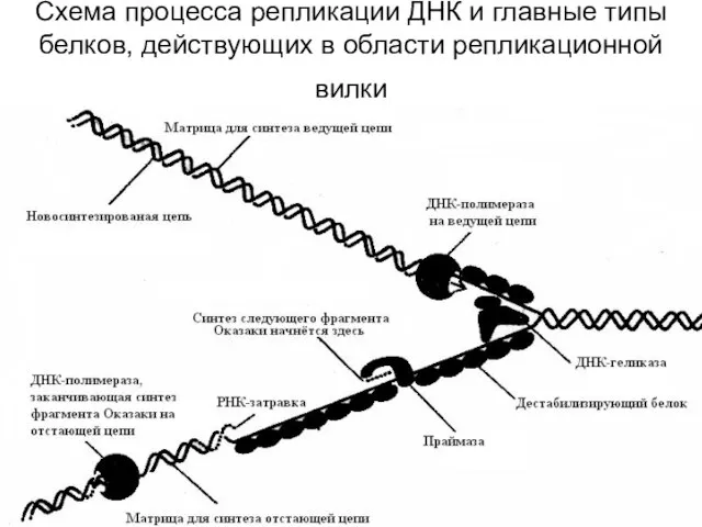 Схема процесса репликации ДНК и главные типы белков, действующих в области репликационной вилки