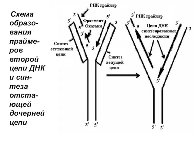 Схема образо-вания прайме-ров второй цепи ДНК и син-теза отста-ющей дочерней цепи