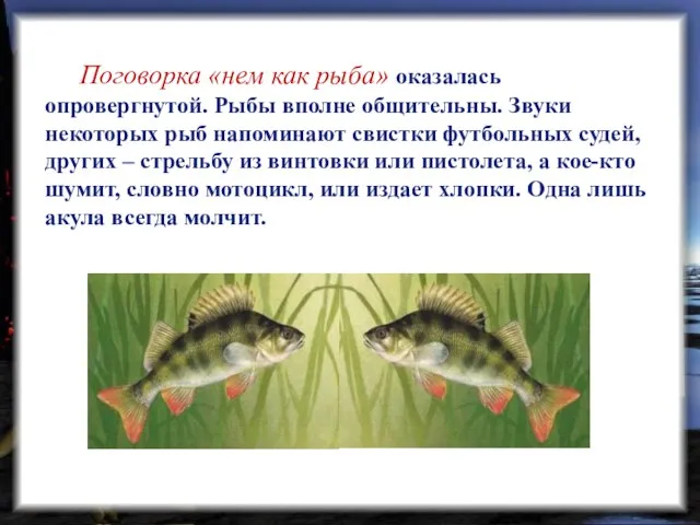 Поговорка «нем как рыба» оказалась опровергнутой. Рыбы вполне общительны. Звуки некоторых