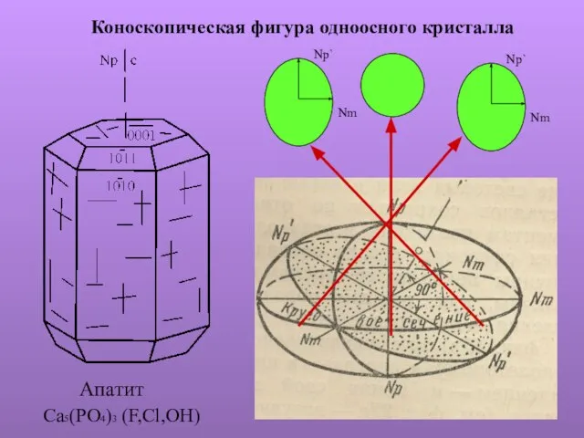 Коноскопическая фигура одноосного кристалла Апатит Ca5(PO4)3 (F,Cl,OH)