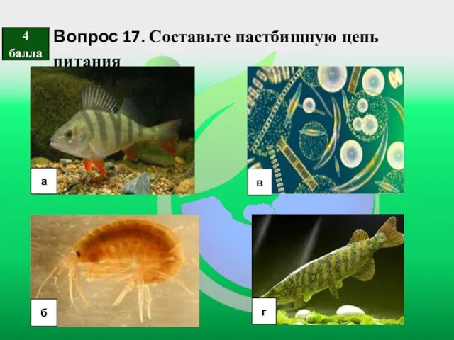 Вопрос 17. Составьте пастбищную цепь питания а б в г