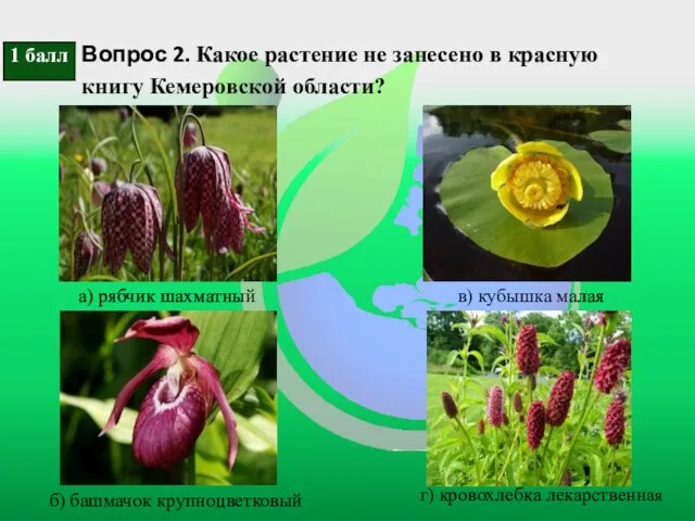 Вопрос 2. Какое растение не занесено в красную книгу Кемеровской области?