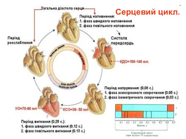 Серцевий цикл.