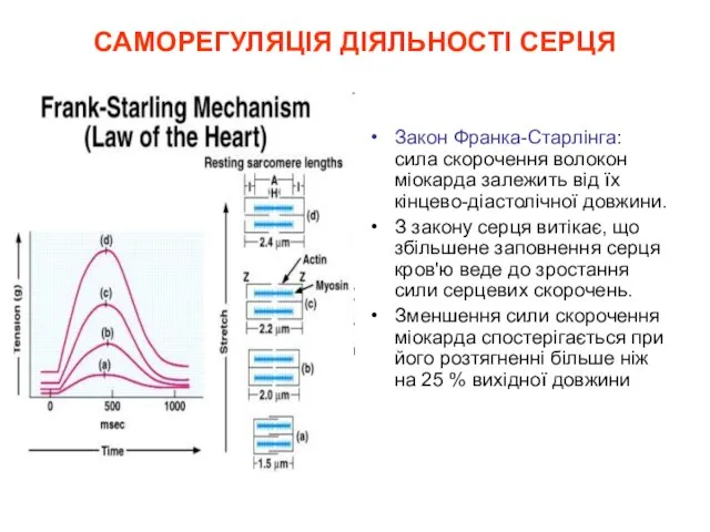 САМОРЕГУЛЯЦІЯ ДІЯЛЬНОСТІ СЕРЦЯ Закон Франка-Старлінга: сила скорочення волокон міокарда залежить від