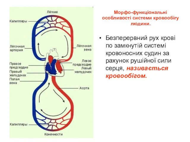 Безперервний рух крові по замкнутій системі кровоносних судин за рахунок рушійної