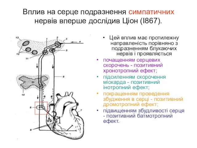 Вплив на серце подразнення симпатичних нервів вперше дослідив Ціон (І867). Цей