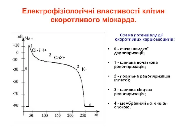 Схема потенціалу дії скоротливих кардіоміоцитів: 0 - фаза швидкої деполяризації; 1