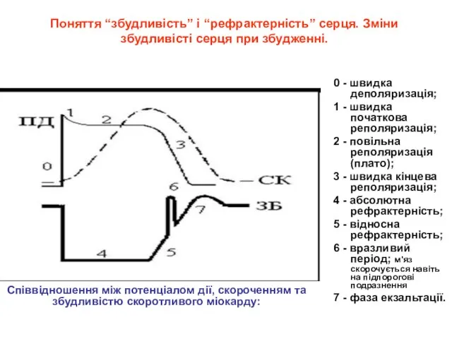 Поняття “збудливість” і “рефрактерність” серця. Зміни збудливісті серця при збудженні. 0