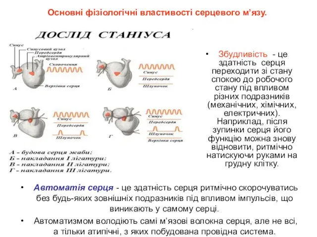 Автоматія серця - це здатність серця ритмічно скорочуватись без будь-яких зовнішніх