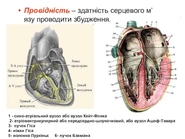 Провідність – здатність серцевого м’язу проводити збудження. 1 - сино-атріальний вузол