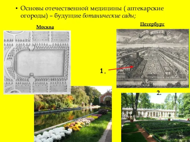 Основы отечественной медицины ( аптекарские огороды) – будущие ботанические сады; Москва Петербург 1. 2.