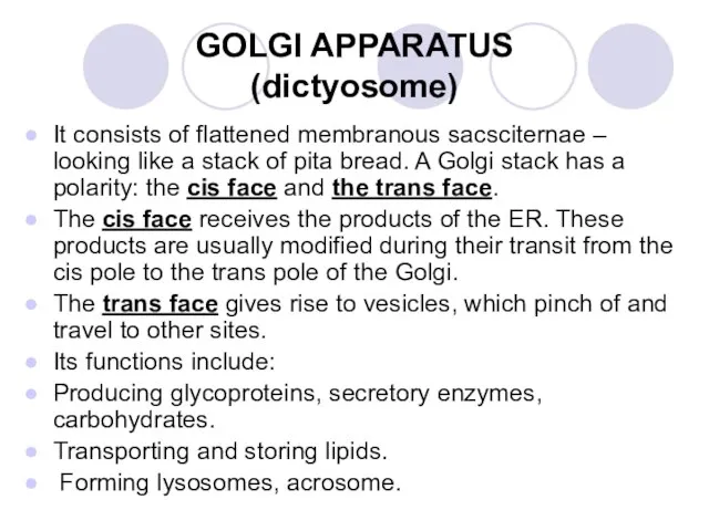 GOLGI APPARATUS (dictyosome) It consists of flattened membranous sacsciternae – looking