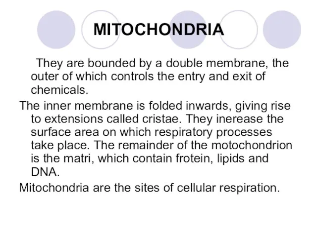 MITOCHONDRIA They are bounded by a double membrane, the outer of