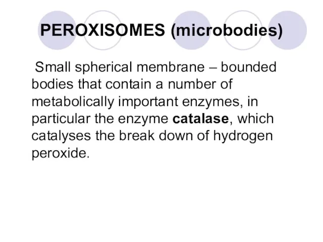 PEROXISOMES (microbodies) Small spherical membrane – bounded bodies that contain a