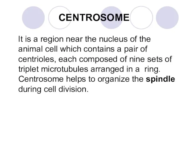 CENTROSOME It is a region near the nucleus of the animal