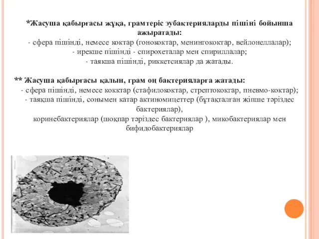 *Жасуша қабырғасы жұқа, грамтеріс эубактерияларды пiшiнi бойынша ажыратады: - сфера пiшiндi,