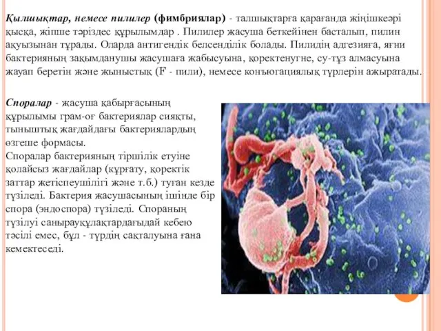 Қылшықтар, немесе пилилер (фимбриялар) - талшықтарға қарағанда жіңішкеәрi қысқа, жiпше тәріздес